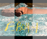 Small Pug