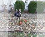 Small Photo #12 German Shepherd Dog Puppy For Sale in BEDFORD, IN, USA