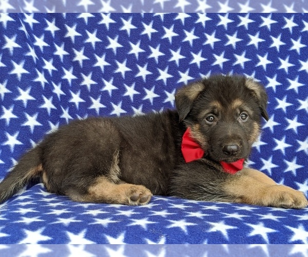 Medium Photo #2 German Shepherd Dog Puppy For Sale in KIRKWOOD, PA, USA