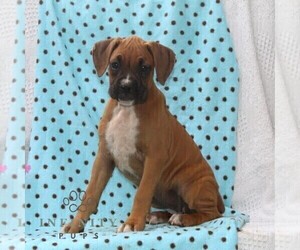 Boxer Puppy for sale in RISING SUN, MD, USA