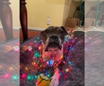 Small #1 Boxer Mix
