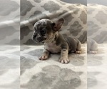Small Photo #14 French Bulldog Puppy For Sale in MIDDLEBURY, IN, USA