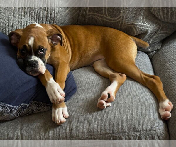 Medium Photo #3 Boxer Puppy For Sale in Austin, TX, USA