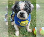 Small #9 Shih Tzu
