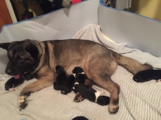 Mother of the Akita puppies born on 05/16/2017