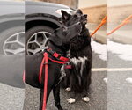 Small #4 Labrador Retriever Mix