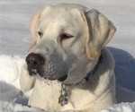 Small #10 Labrador Retriever