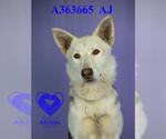 Small #1 Siberian Husky