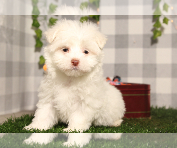 Medium Photo #1 Maltese Puppy For Sale in MARIETTA, GA, USA