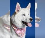 Small #1 Siberian Husky
