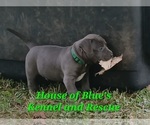 Small Photo #7 American Pit Bull Terrier Puppy For Sale in DELAWARE, OH, USA