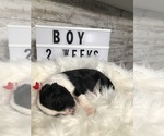 Small Photo #36 Sheepadoodle Puppy For Sale in NIXA, MO, USA