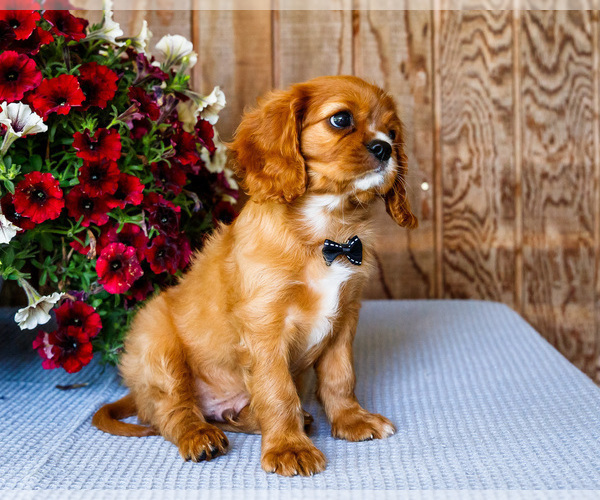 Medium Photo #14 Cavalier King Charles Spaniel Puppy For Sale in WAKARUSA, IN, USA