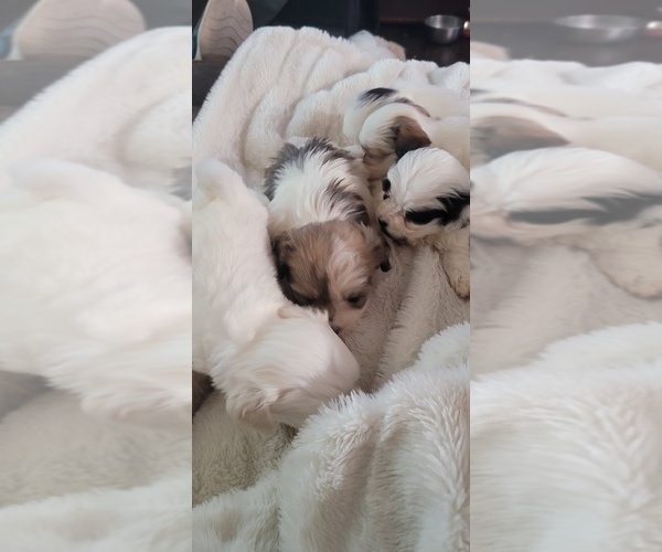 Medium Photo #5 Havamalt Puppy For Sale in PALM DESERT, CA, USA