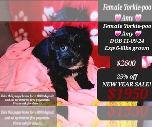 YorkiePoo Puppy for sale in TUCSON, AZ, USA