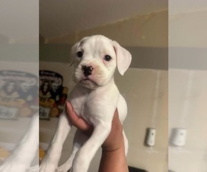 Boxer Puppy for sale in LONG BEACH, CA, USA
