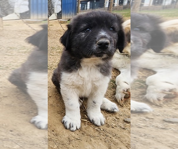 Medium Photo #1 Anatolian Shepherd Puppy For Sale in CUMBY, TX, USA