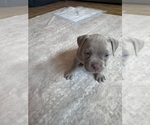 Small Photo #25 American Bully Puppy For Sale in BOLINGBROOK, IL, USA