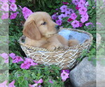 Small #2 Golden Retriever