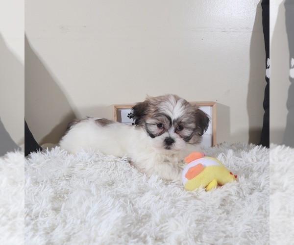 Medium Photo #2 Zuchon Puppy For Sale in MOUNT VERNON, OH, USA