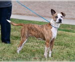 Small #3 Mutt