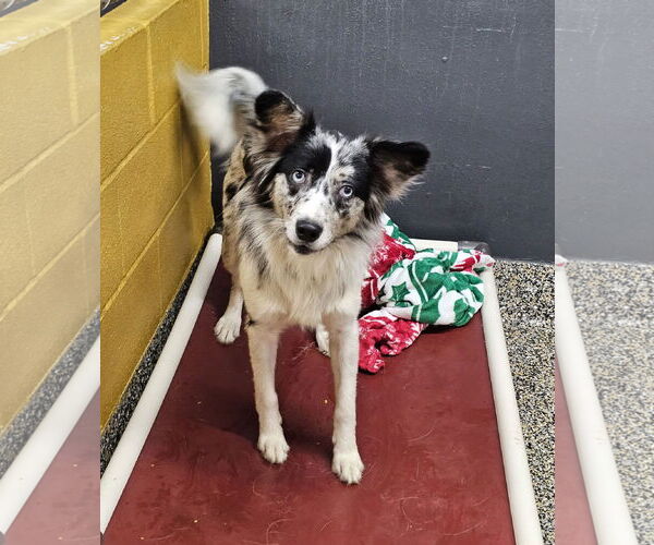 Medium Photo #2 Chihuahua-Unknown Mix Puppy For Sale in Metairie, LA, USA