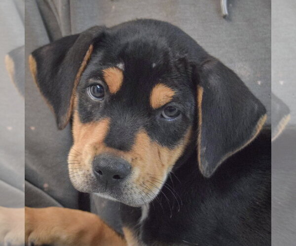 Medium Photo #6 Rottweiler-Unknown Mix Puppy For Sale in Huntley, IL, USA