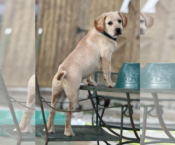 Medium Photo #2 Labralas Puppy For Sale in Attalka, AL, USA