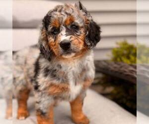 Bernedoodle (Miniature) Puppy for sale in GAP, PA, USA