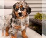 Small Bernedoodle (Miniature)