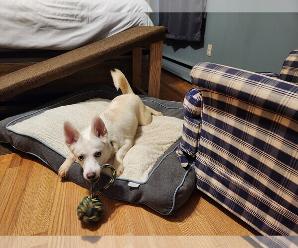 Medium Photo #5 Siberian Husky-Unknown Mix Puppy For Sale in Rockaway, NJ, USA