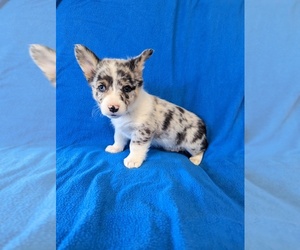 Pembroke Welsh Corgi Puppy for sale in LAS VEGAS, NV, USA