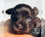 Small #1 Schnauzer (Miniature)