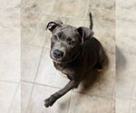 Small #2 American Pit Bull Terrier