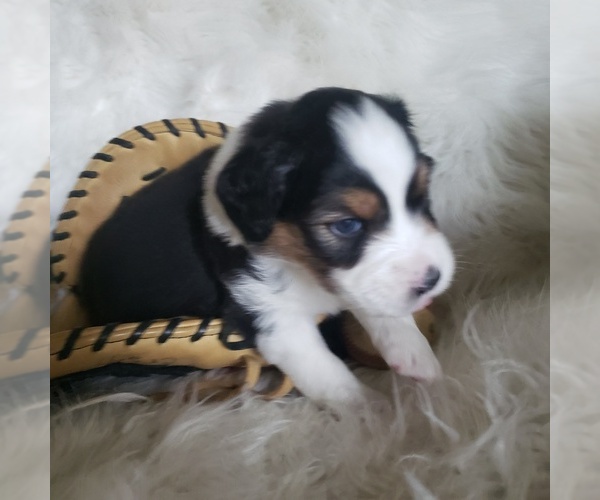 Medium Photo #31 Australian Shepherd Puppy For Sale in PROVIDENCE FORGE, VA, USA