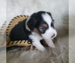 Small #30 Australian Shepherd