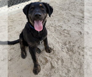Border Collie-Unknown Mix Dogs for adoption in Riverside, CA, USA