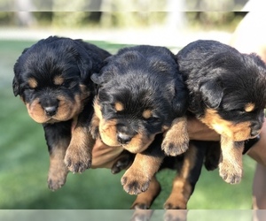 Rottweiler Puppy for sale in LYNDEN, WA, USA
