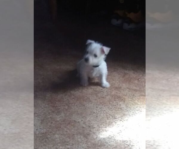 Medium Photo #1 West Highland White Terrier Puppy For Sale in MOUNTAINBURG, AR, USA