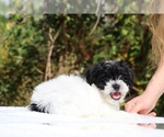 Small #11 ShihPoo