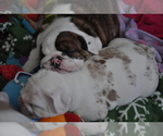 Small Photo #15 English Bulldog Puppy For Sale in NAMPA, ID, USA