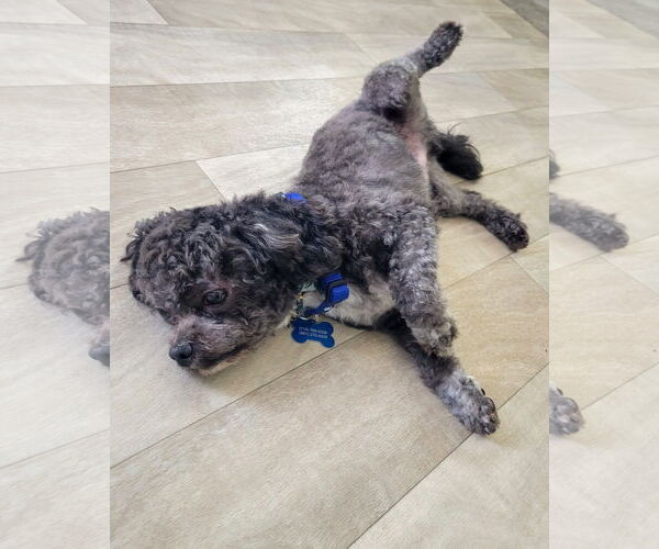 Medium Photo #5 Shih Tzu-Unknown Mix Puppy For Sale in Corona, CA, USA