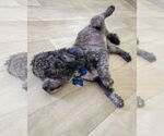 Small #4 Shih Tzu Mix