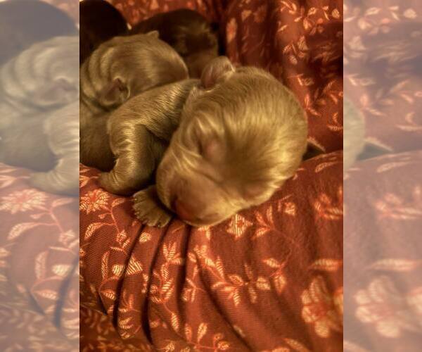 Medium Photo #1 Labrador Retriever Puppy For Sale in WEAVERVILLE, NC, USA