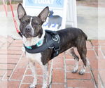 Small #8 Boston Terrier Mix