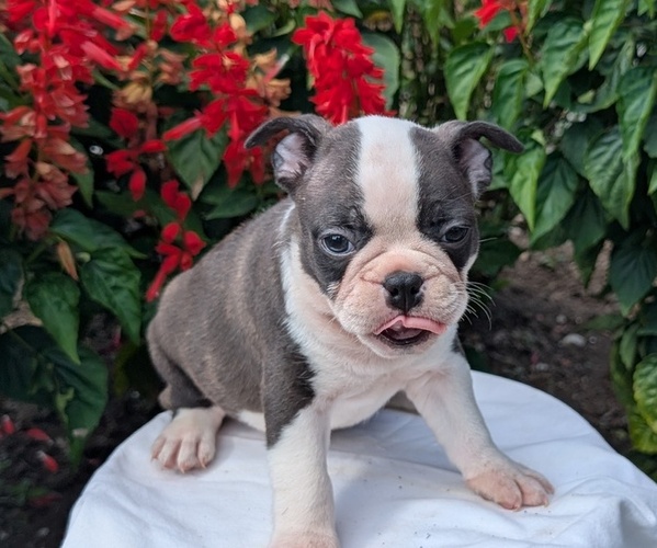Medium Photo #16 Faux Frenchbo Bulldog Puppy For Sale in GOSHEN, IN, USA