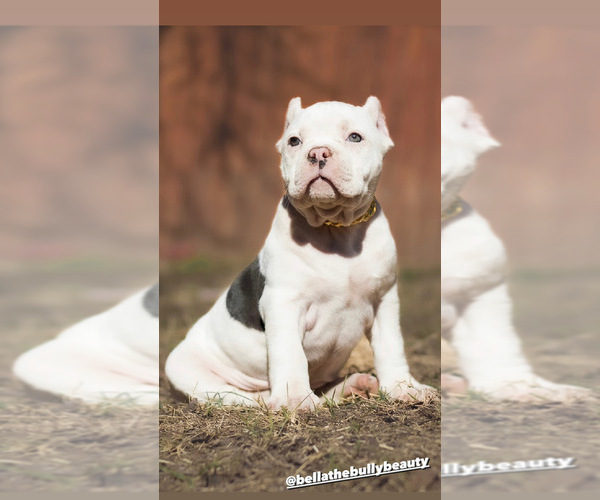 Full screen Photo #7 American Bully Puppy For Sale in SAN ANTONIO, TX, USA