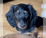 Small #1 Dachshund