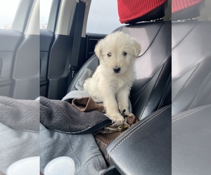 Labradoodle Puppy for sale in TROY, MI, USA