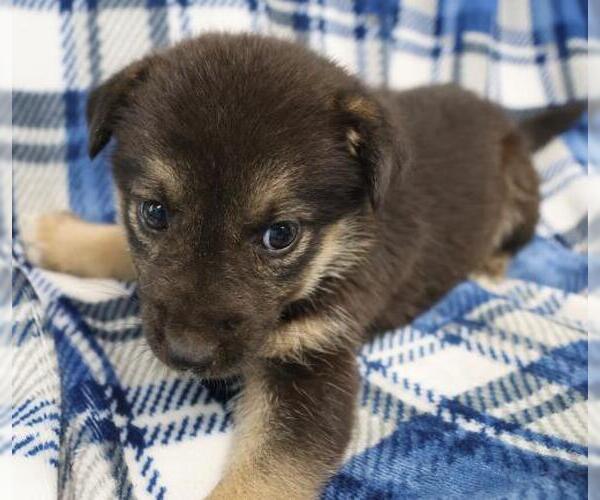 Medium Photo #1 Mutt Puppy For Sale in Thief River Falls, MN, USA